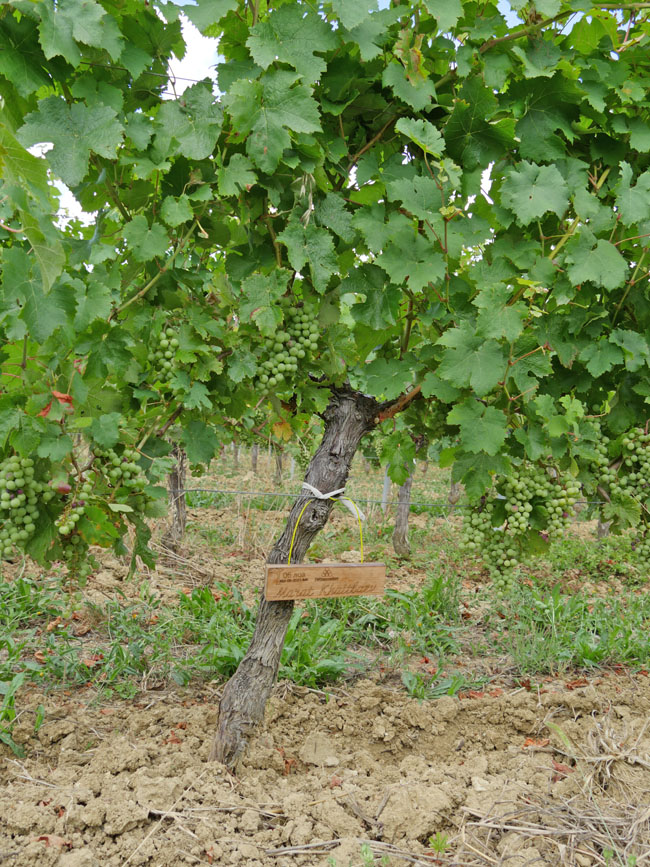 Виноградник на урожай